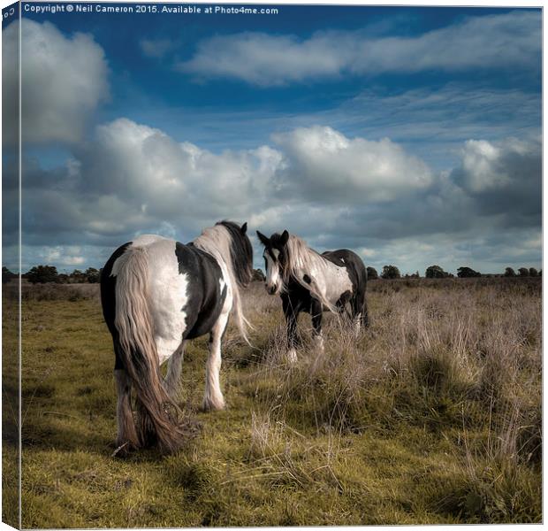  Wild Ponies of Figham Canvas Print by Neil Cameron