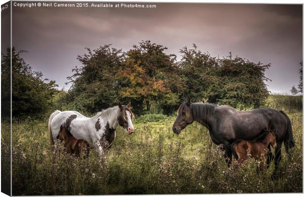  Two Mares and Two Foals Canvas Print by Neil Cameron