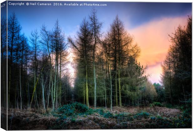 Houghton Woods Canvas Print by Neil Cameron