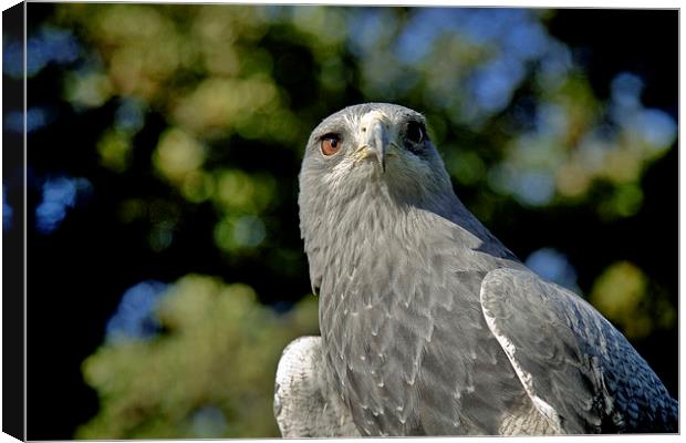  Hawk Canvas Print by David Portwain