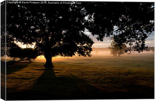  New Forest at Dawn Canvas Print by David Portwain
