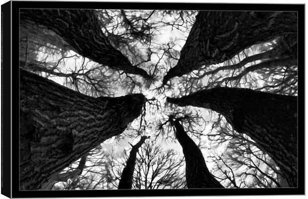   Spooky trees Canvas Print by David Portwain