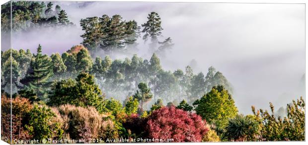 Misty valley, Taupo, New Zealand Canvas Print by David Portwain