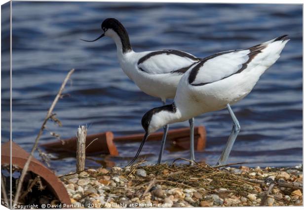 Avocets Canvas Print by David Portwain