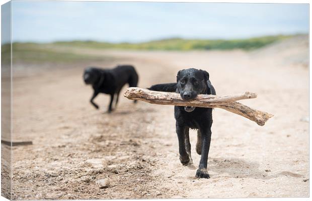 Black Labrador at play Canvas Print by jessica lee