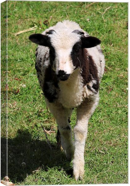  Cute Lamb Canvas Print by Kieron Butler