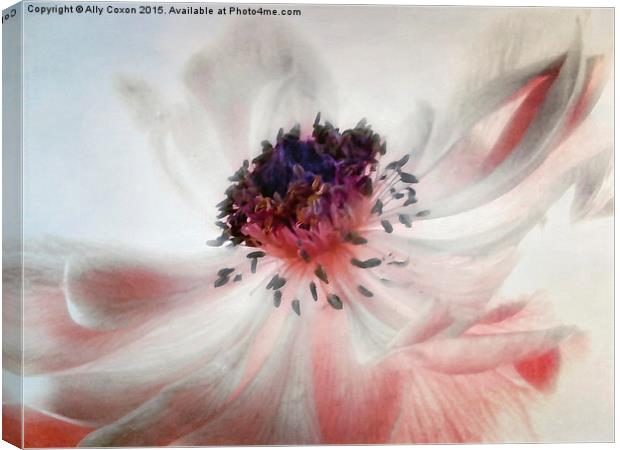 Anemone Canvas Print by Ally Coxon