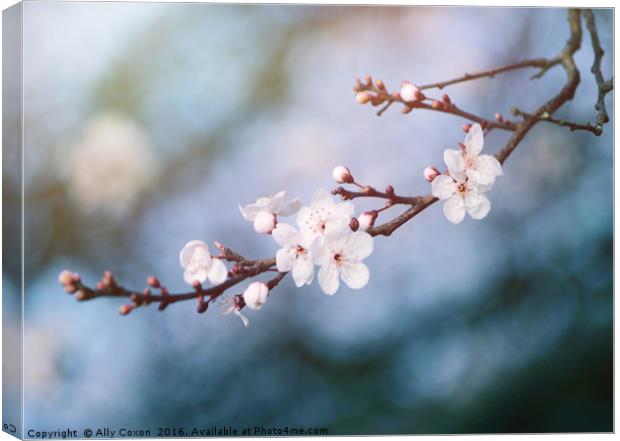First Blossom In February Canvas Print by Ally Coxon