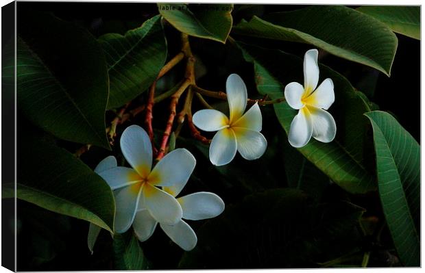  Hawaiian Plumeria Canvas Print by Costantino Galileos