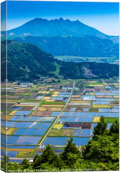 Rice fields, Aso Town, Kyushu, Japan Canvas Print by Peter Schneiter