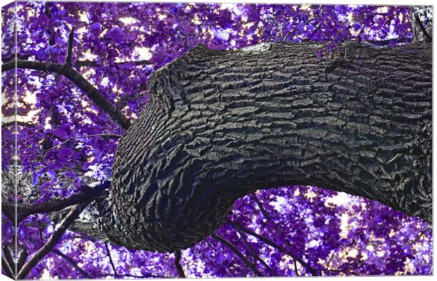  The Purple Tree Canvas Print by Andrew Rulton