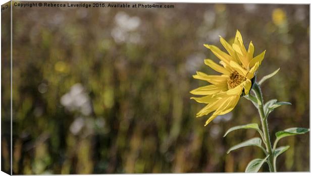  Sunflower bathing  Canvas Print by Rebecca Leveridge