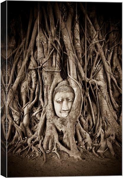 Buddha head in a Banyan Tree in Ayutthaya, Thailan Canvas Print by Julian Bound