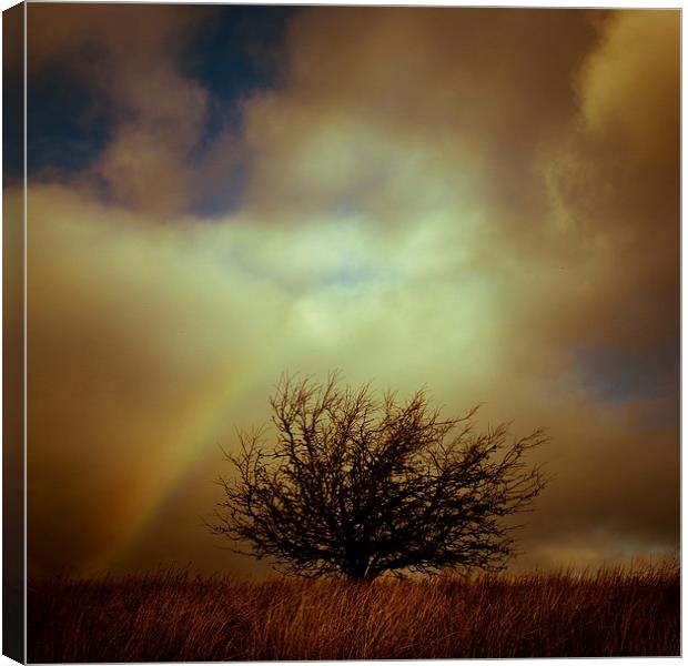 Shropshire landscape with lone tree and rainbow Canvas Print by Julian Bound