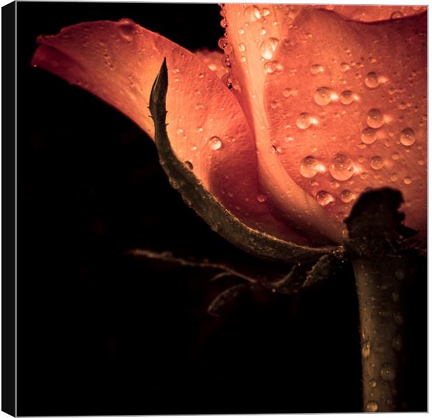 Delicate rose petals with raindrops in colour Canvas Print by Julian Bound