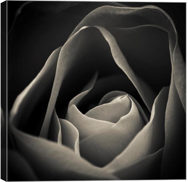 Delicate rose petals in black and white Canvas Print by Julian Bound