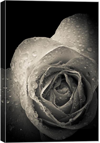Delicate rose petals with raindrops Canvas Print by Julian Bound