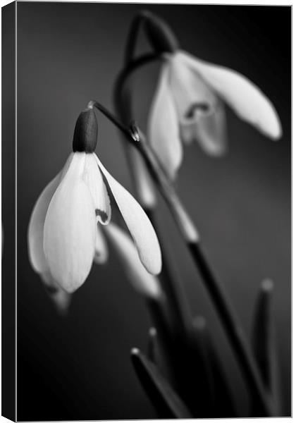 Snowdrops in black and white Canvas Print by Julian Bound