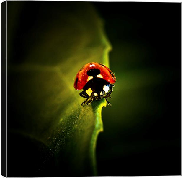 Ladybird on a leaf in Spring Canvas Print by Julian Bound