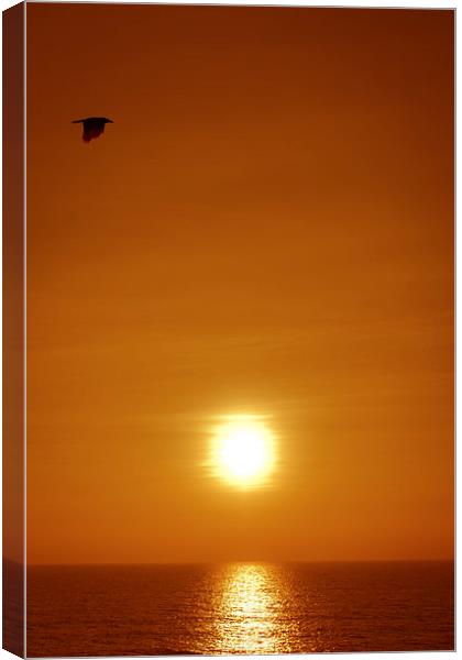   A Goa bird at sunset over looking the ocean from Canvas Print by Julian Bound