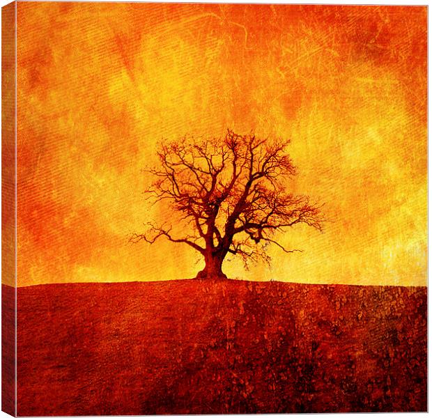  Lone tree in Autumn, Oswestry, Shropshire Canvas Print by Julian Bound