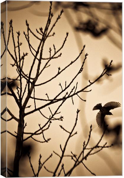  A bird in winter treess Canvas Print by Julian Bound