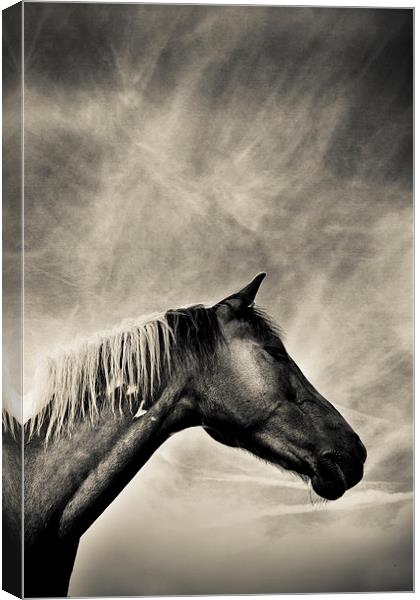  Horse from Shropshire, England Canvas Print by Julian Bound