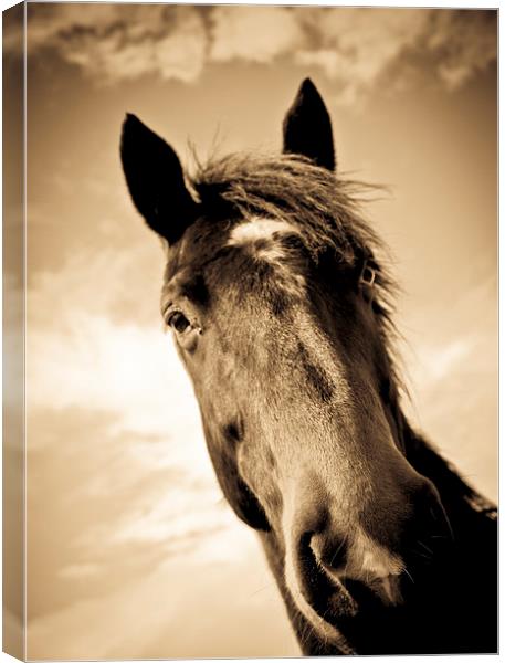  Horse in sepia, Shropshire, England Canvas Print by Julian Bound