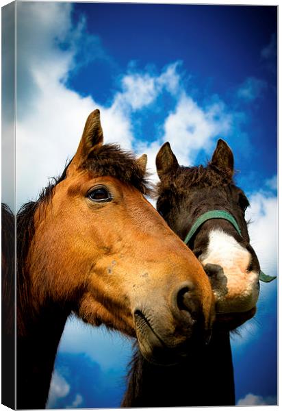  Two horses of Shropshire, England, Canvas Print by Julian Bound