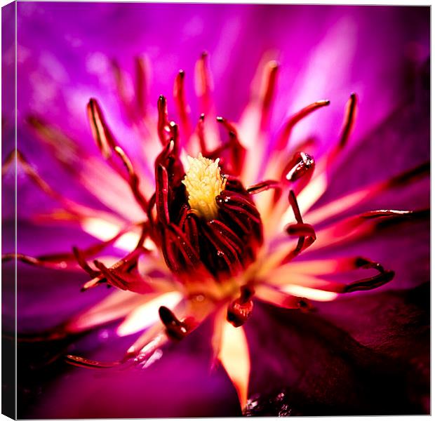  Purple flower with raindrops Canvas Print by Julian Bound
