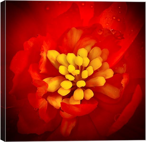  Red and yellow flower with raindrops Canvas Print by Julian Bound