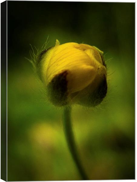  Buttercup emerging in Spring Canvas Print by Julian Bound