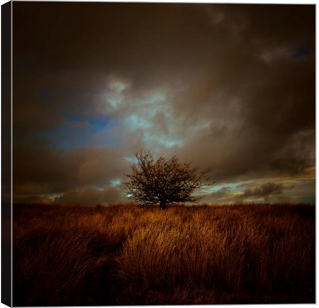  Shropshire landscape with tree and electrical ski Canvas Print by Julian Bound