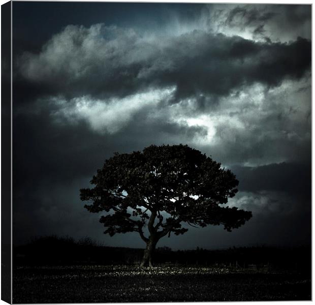   Autumn tree with stormy skies Canvas Print by Julian Bound