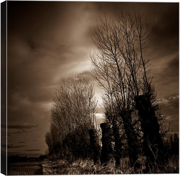  Trees in winter, Shropshire Canvas Print by Julian Bound