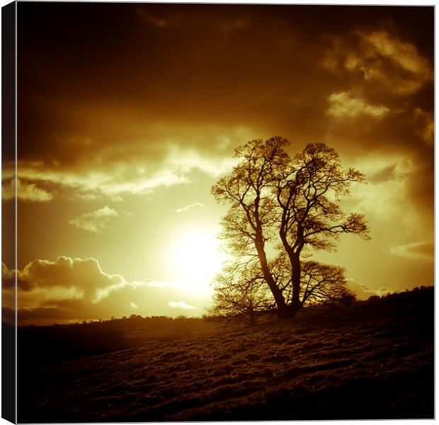  Tree in autumn, Oswestry, Shropshire Canvas Print by Julian Bound