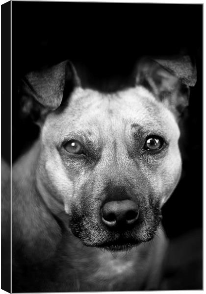  Dog in black and white Canvas Print by Julian Bound