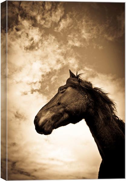   Horse in sepia, Shropshire, England Canvas Print by Julian Bound