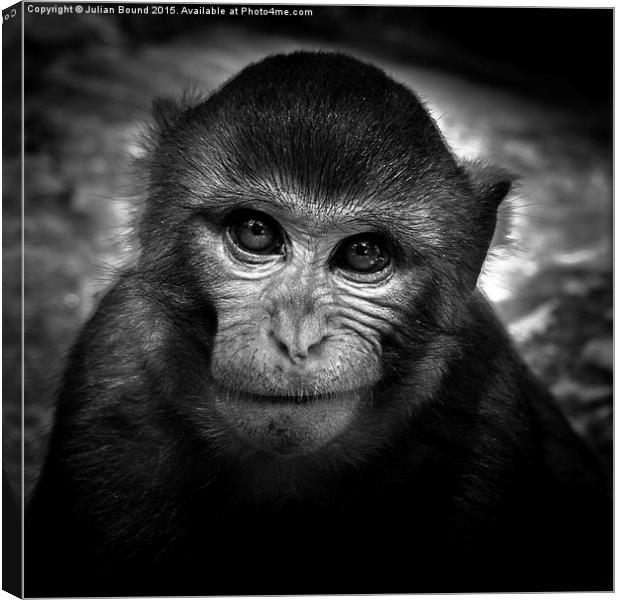  Monkey of Bali Canvas Print by Julian Bound