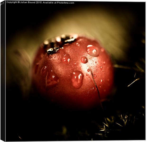   A red berry with a raindrop Canvas Print by Julian Bound