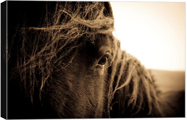  Portrait of a horse in sepia Canvas Print by Julian Bound