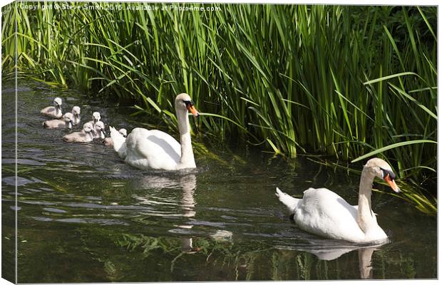 Swan Family Outing Canvas Print by Steve Smith