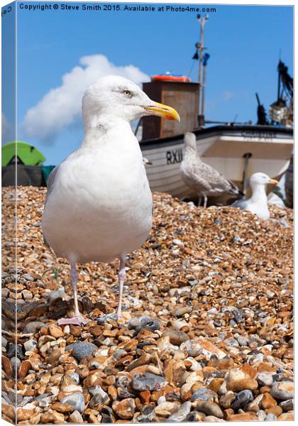 Seagull at the Stade Canvas Print by Steve Smith