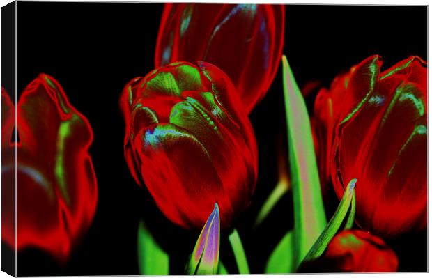 Tulips Canvas Print by Harvey Hudson