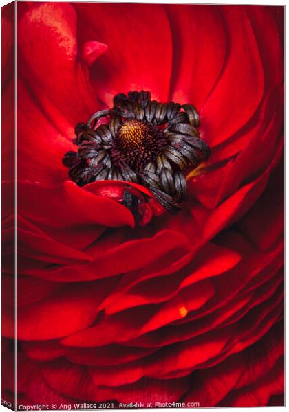 Red Ranunculus close up Canvas Print by Ang Wallace