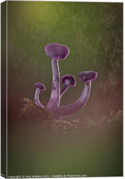 Amethyst deceiver mushrooms in rain Canvas Print by Ang Wallace