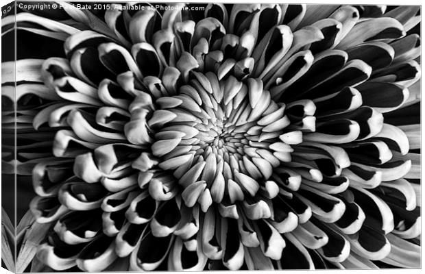  Chrysanthemum Canvas Print by Paul Bate