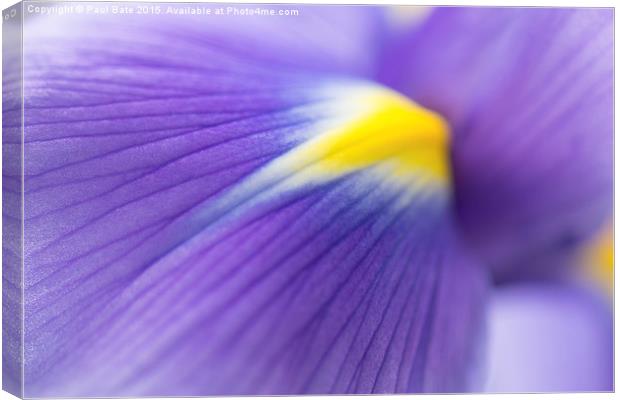  Iris  Canvas Print by Paul Bate