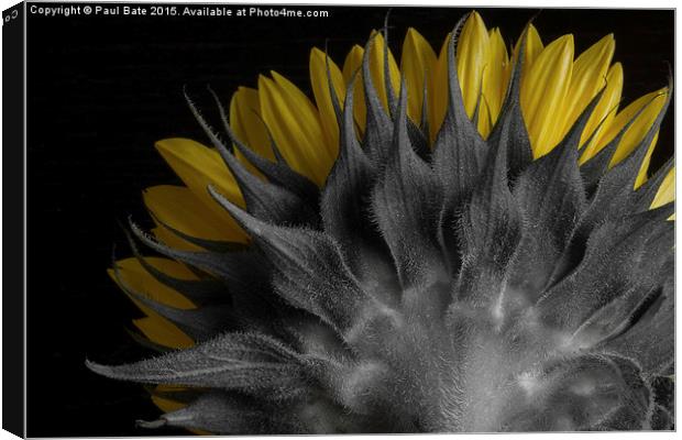  Selective Sunflower Canvas Print by Paul Bate