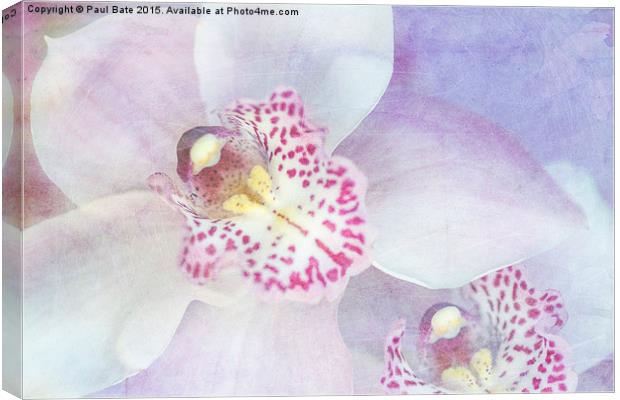 Pink Cymbidium Orchids  Canvas Print by Paul Bate